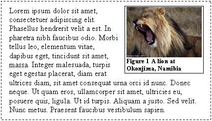 A picture of a lion that I took at Okonjima in Namibia in 2001. Text wraps to the left of the picture. The picture has a caption below it, reading 'Figure 1 A lion at Okonjima, Namibia'