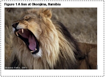 A picture of a lion that I took at Okonjima in Namibia in 2001. The picture is the full width of the page, and has a caption above it, reading 'Figure 1 A lion at Okonjima, Namibia'